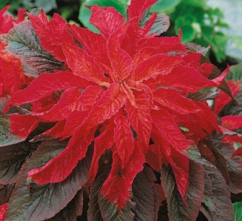 AMARANTH TWO-COLOR VOLCANO